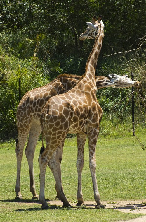 giraffe  animal  africa