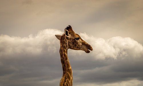 giraffe  portrait  safari