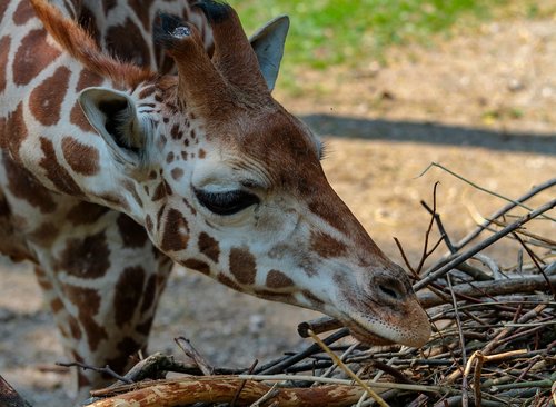 giraffe  feeding  animal world