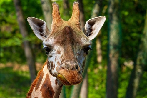 giraffe  animal world  head