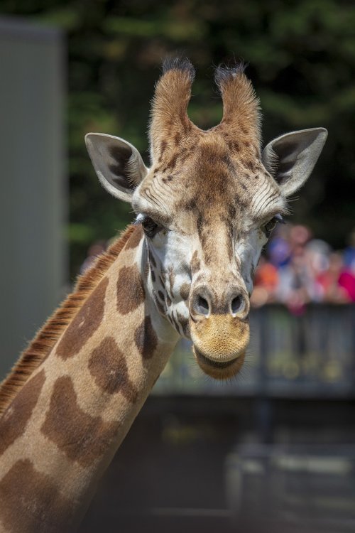 giraffe  zoo  tall