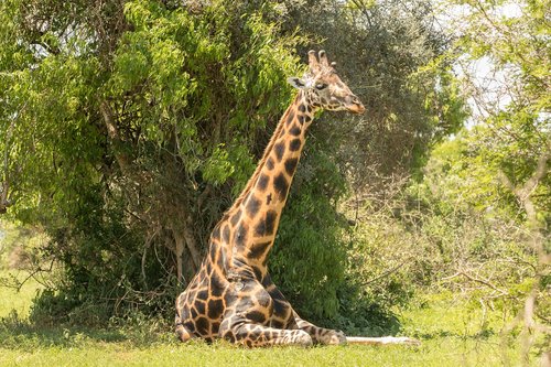 giraffe  safari  animal
