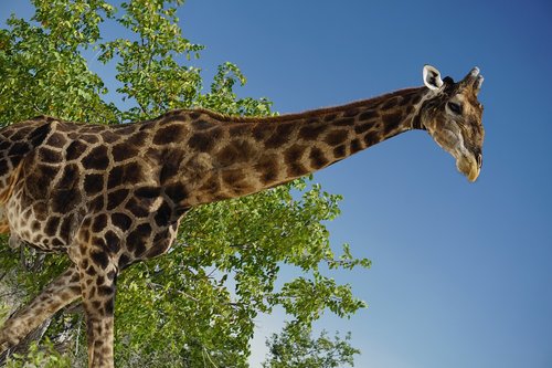 giraffe  animal  wildlife