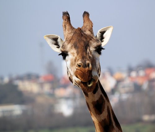 giraffe  portrait  head