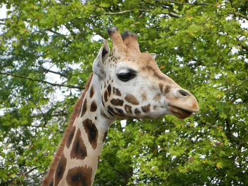 giraffe  zoo  africa