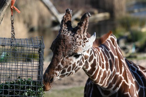 giraffe  mammal  zoo