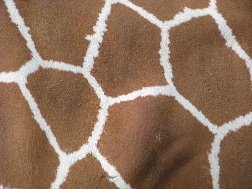 giraffe animal skin