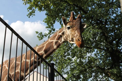 giraffe  zoo  cute