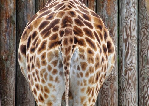 giraffe  ass  from behind