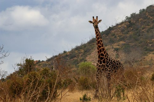 giraffe  africa  kenya