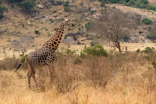 giraffe  africa  kenya