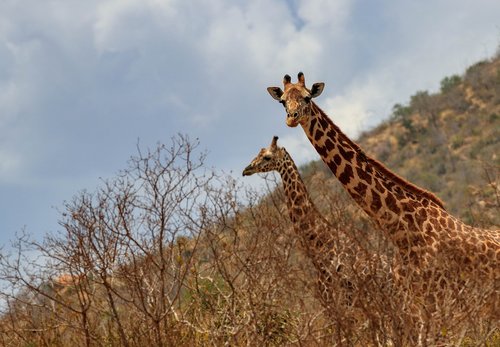 giraffe  africa  kenya