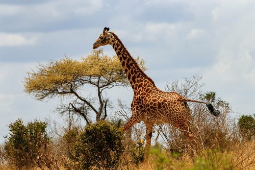 giraffe  africa  kenya