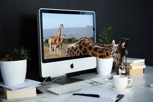 giraffe  screen  technology