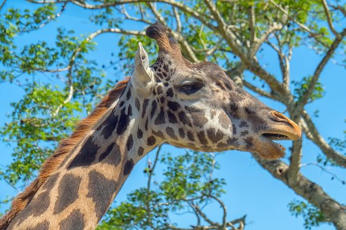 giraffe  head  wild