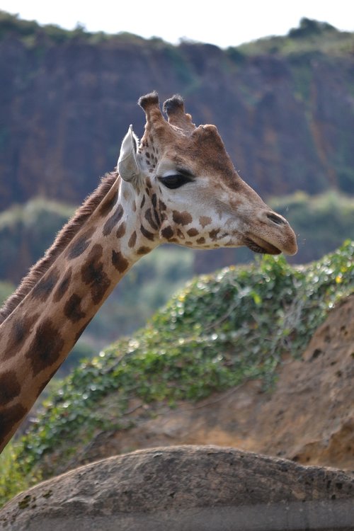 giraffe  animal  jungle