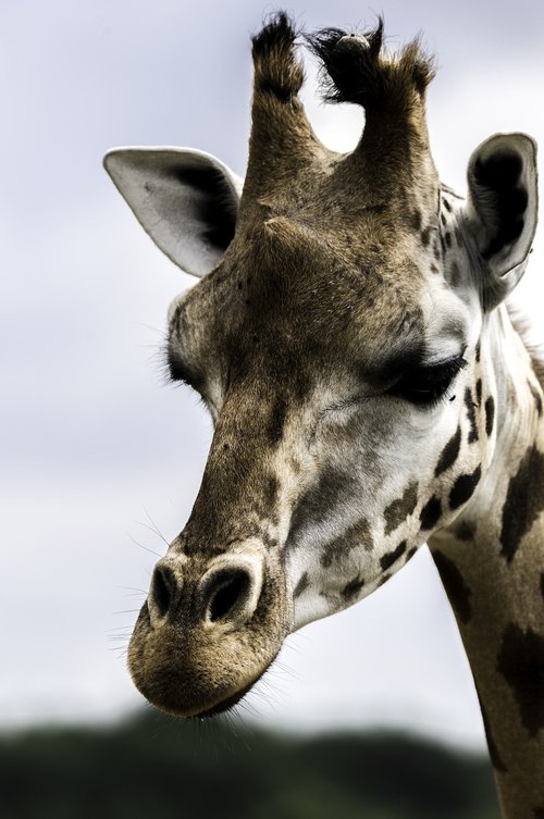 giraffe  mammal  animal