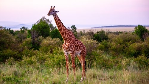 giraffe  landscape  africa