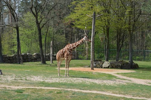 giraffe  zoo  tiergarten