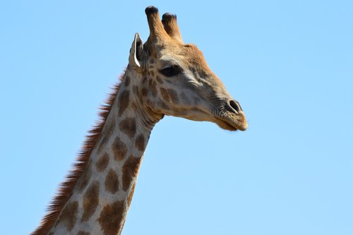giraffe  spots  eyes