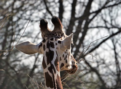 giraffe  africa  zoo