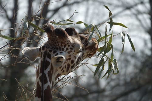 giraffe  zoo  hellabrunn