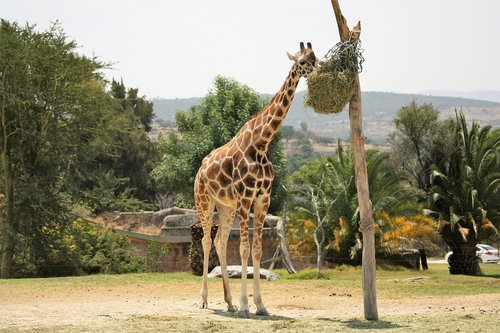 giraffe  animal  africa
