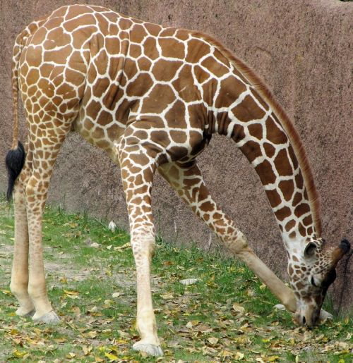 giraffe eating animals