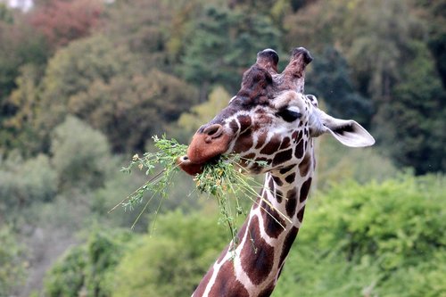 giraffe  zoo  animal