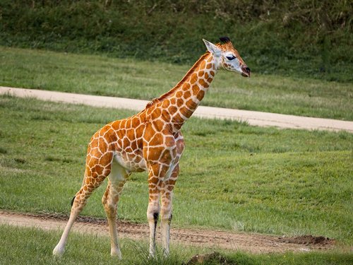 giraffe  baby  animal