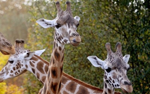 giraffe  animals  pet