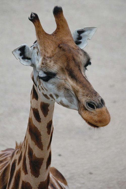 giraffe  head  close up