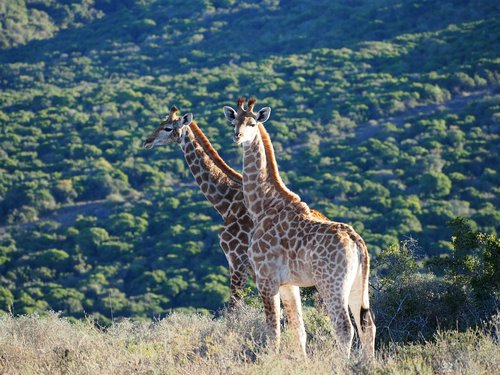 giraffe  africa  safari
