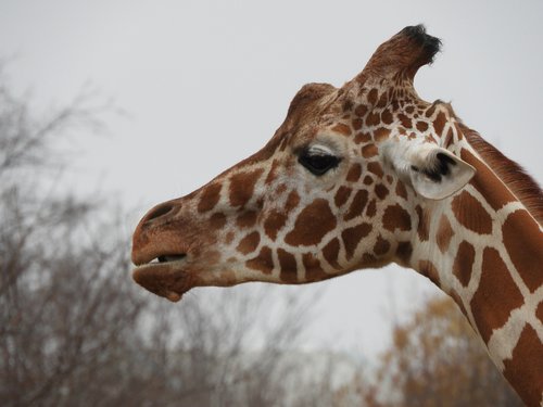 giraffe  zoo  head