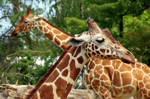 giraffe  animal  mammal