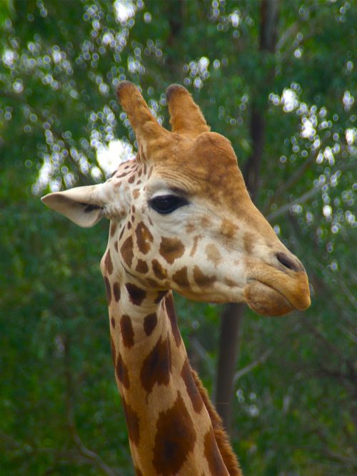 giraffe male animal