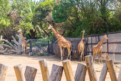 giraffe  zoo  mammal