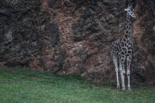 giraffe soledad nature