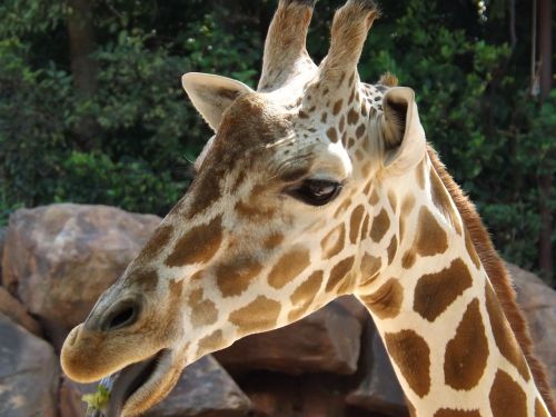giraffe zoo wild