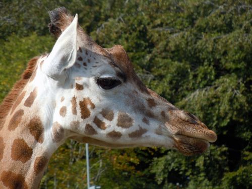 giraffe head animal