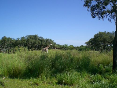 giraffe sky grass