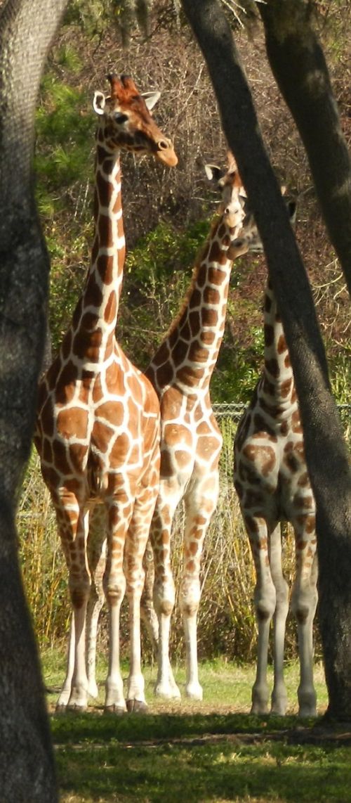 giraffe animal africa