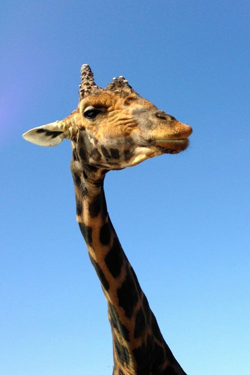 giraffe zoo africa
