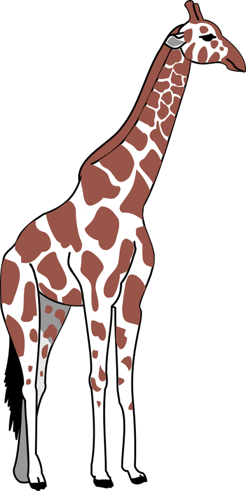 giraffe brown white