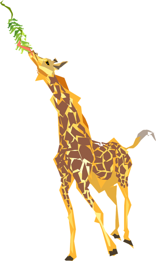 giraffe eating long
