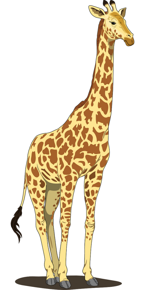 giraffe tall spots