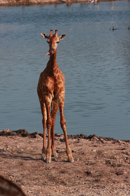 giraffe river safari animals long neck