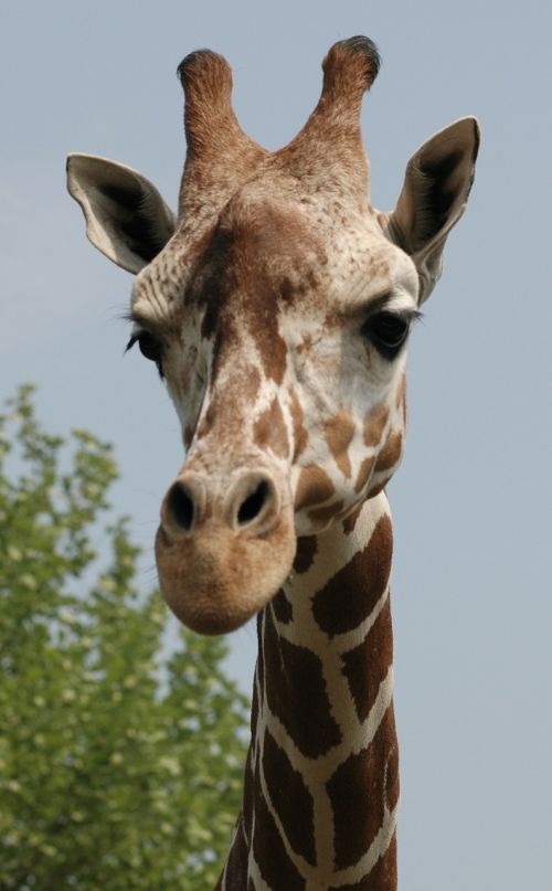 giraffe head bear