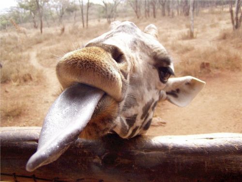 giraffe long tongue eating