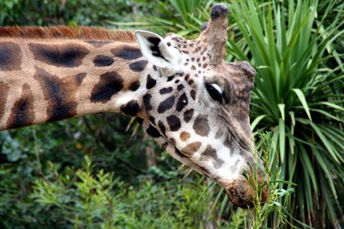 giraffe zoo food